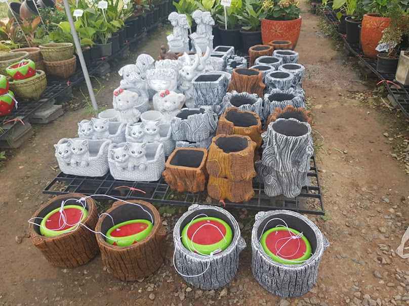 สมจิตรุ่งเรืองพันธุ์ไม้