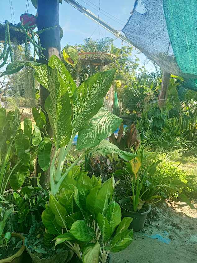 สมจิตรุ่งเรืองพันธุ์ไม้ - 3