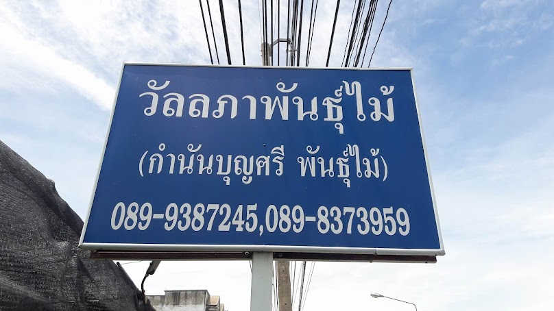 สมมาตรพันธุ์ไม้ - 3