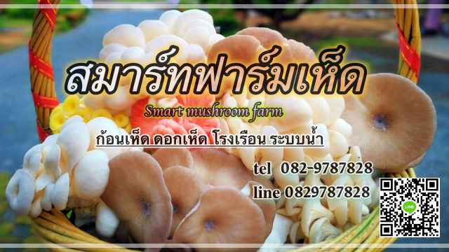 สมาร์ทฟาร์มเห็ด ก้อนเห็ด ดอกเห็ด โรงเรือน ระบบน้ำ - 2