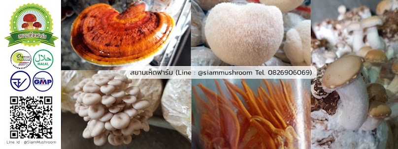 สมาร์ทฟาร์มเห็ด ก้อนเห็ด ดอกเห็ด โรงเรือน ระบบน้ำ - 4