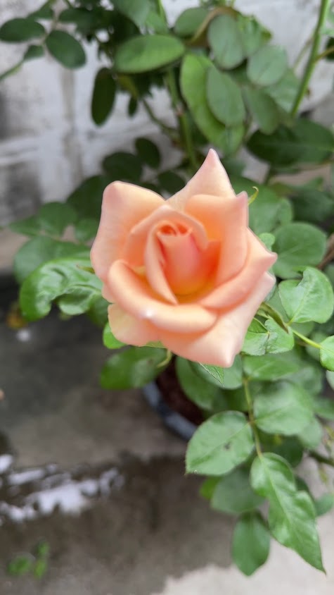 สวนกุหลาบรักมิตร(ชัย) - 3