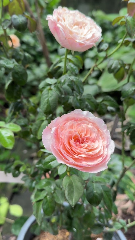 สวนกุหลาบรักมิตร(ชัย) - 4