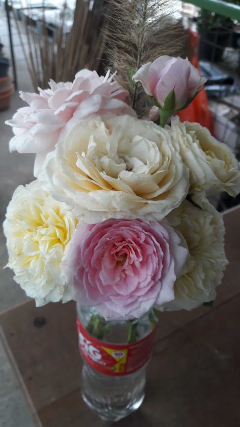 สวนกุหลาบรุ่งเรือง ตลาดบุญยง - 2