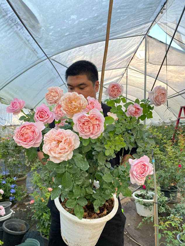 สวนกุหลาบแฟมมิลี่โรส การ์เด้น Family Rose Garden