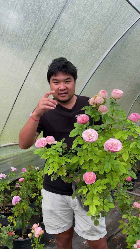 สวนกุหลาบแฟมมิลี่โรส การ์เด้น Family Rose Garden - 3