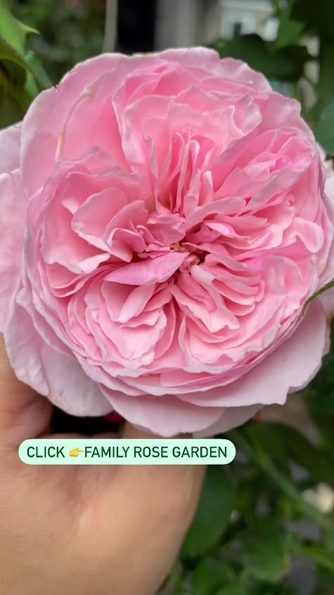 สวนกุหลาบแฟมมิลี่โรส การ์เด้น Family Rose Garden - 4