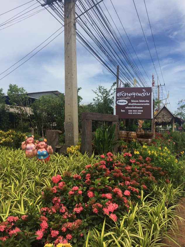 สวนคุณจิบ ร้านต้นไม้ชะอำ จังหวัดเพชรบุรี - 2