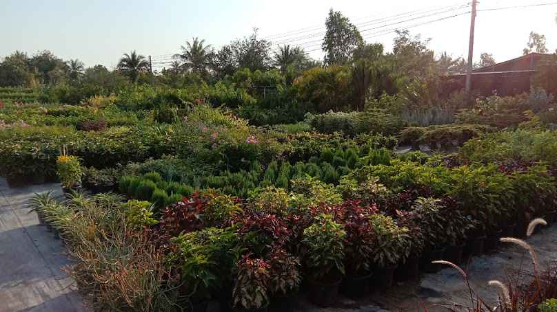 สวนคุณจิบ ร้านต้นไม้ชะอำ จังหวัดเพชรบุรี - 3