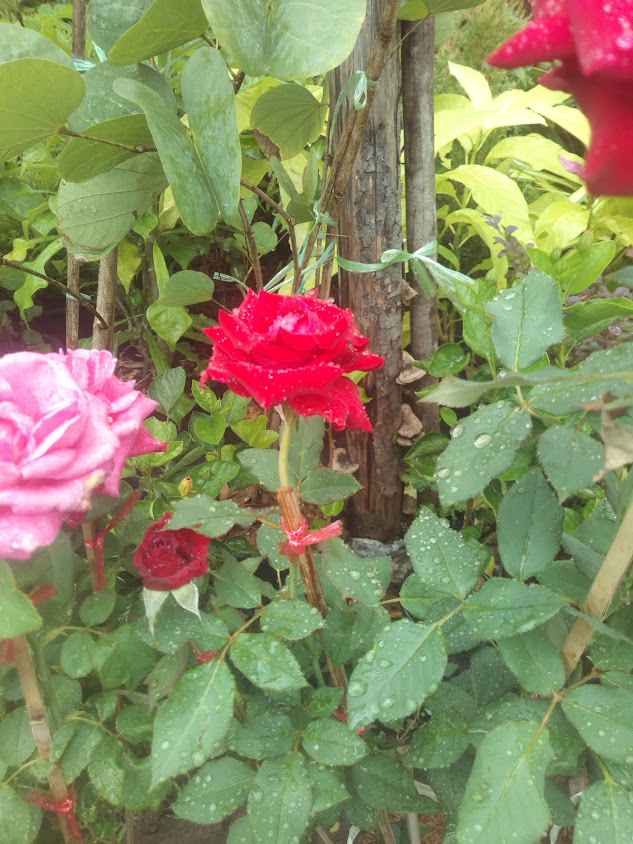 สวนจักรวาลไม้งาม - 3