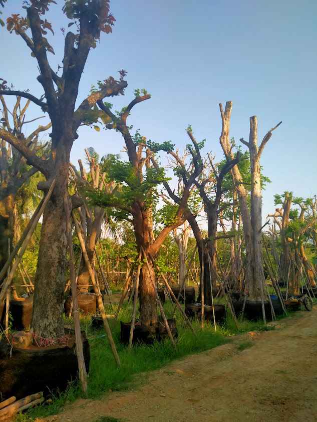 สวนชุมพลพันธุ์ไม้ - 2