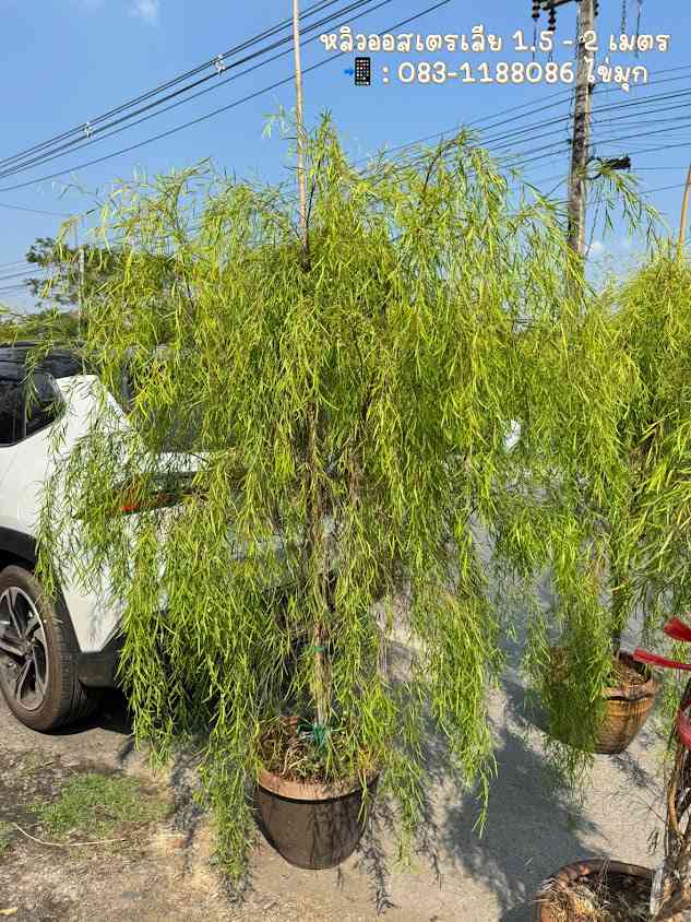 สวนณภัทร พันธุ์ไม้ สาขา1 ตลาดต้นไม้คลอง15