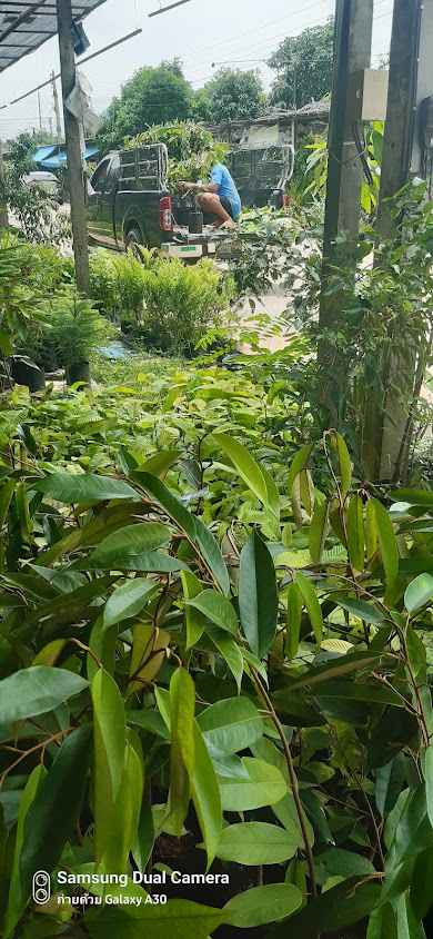 สวนด่านเกวียน - 4