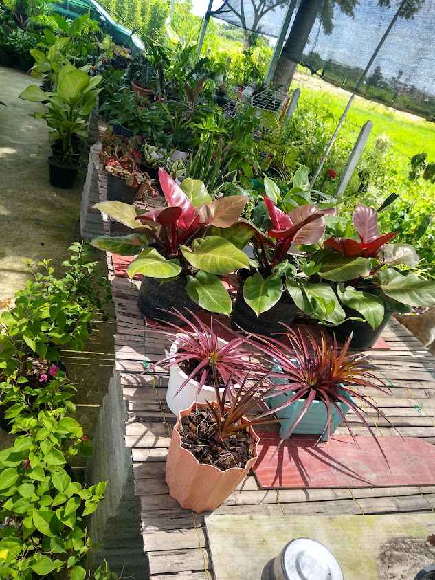 สวนตะวันGarden กล้วยด่างและพันธุ์ไม้เพชรบุรี - 3