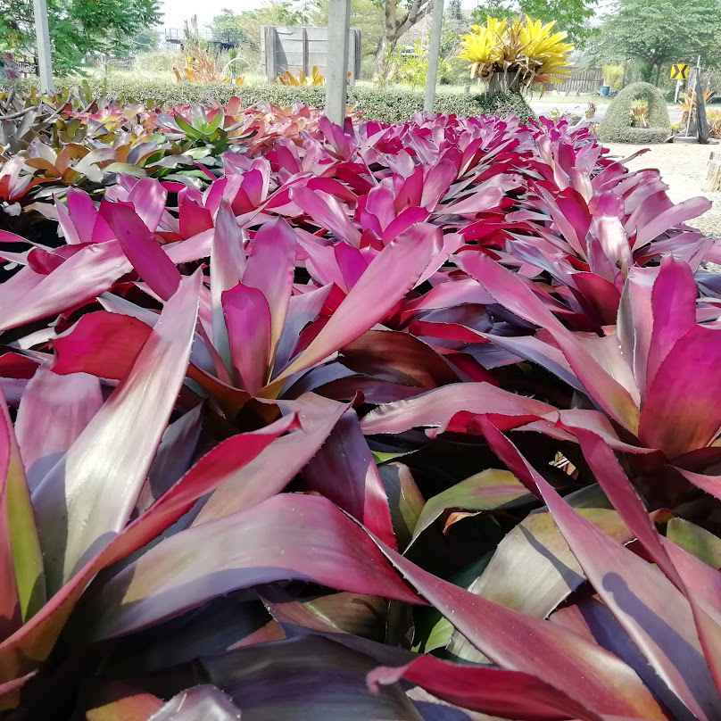 Tannaew Farm - Plant Nursery - 2