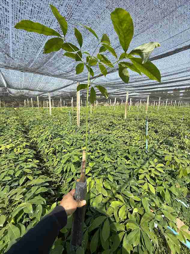Tannaew Farm - Plant Nursery - 4