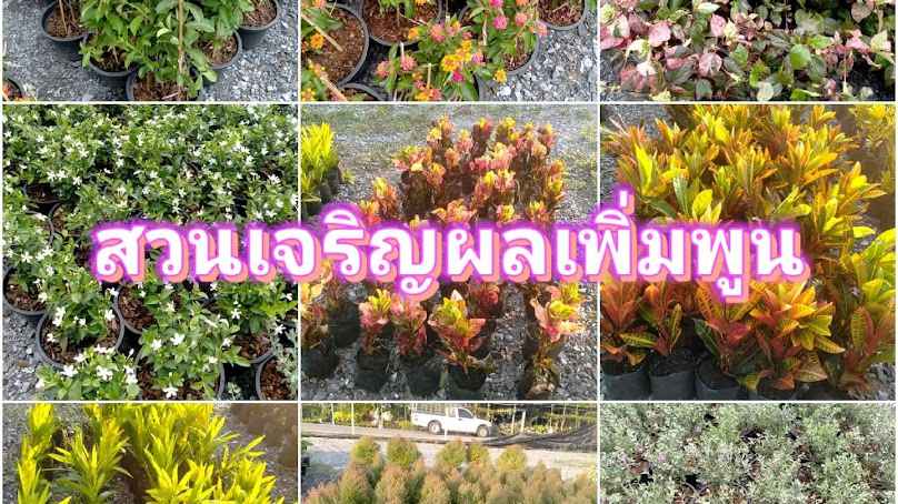สวนต้นไม้ป้าป้อม - 4
