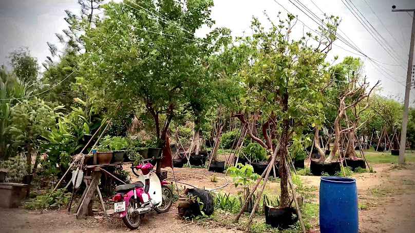 สวนต้นไม้ใหญ่ (เต้ Nattapong garden) - 2