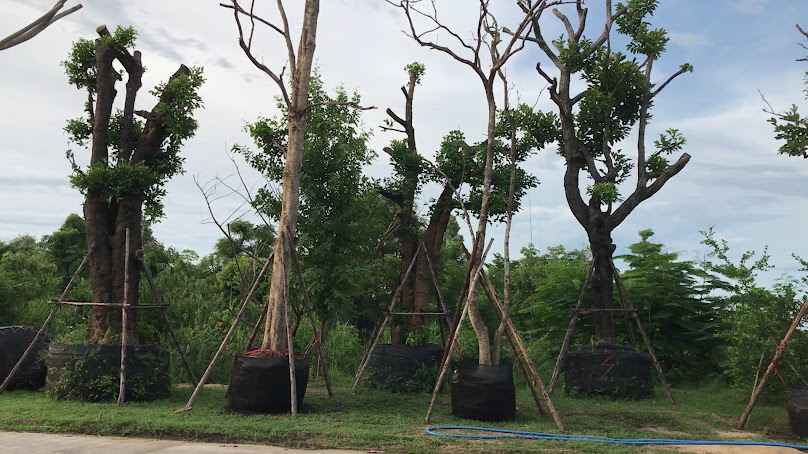 สวนต้นไม้ใหญ่ (เต้ Nattapong garden) - 3