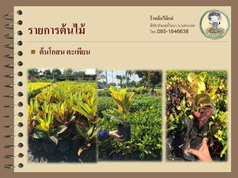 สวนต้นไม้ Mee Lea Kan พันธุ์ไม้ สาขา 2 - 3