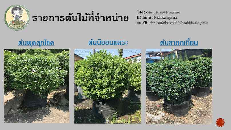 สวนต้นไม้ Mee Lea Kan พันธุ์ไม้ สาขา 2 - 4
