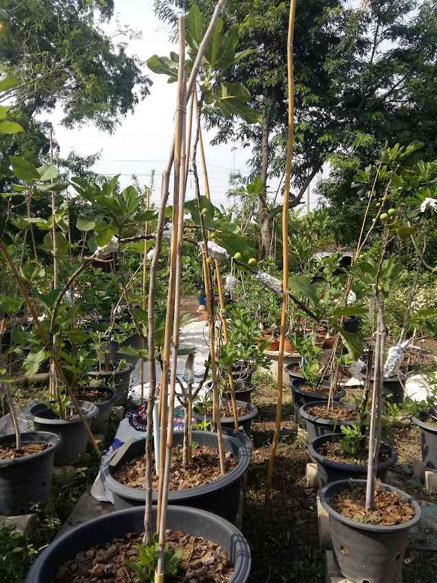 สวนทำดี มะเดื่อฝรั่งและพันธุ์ไม้