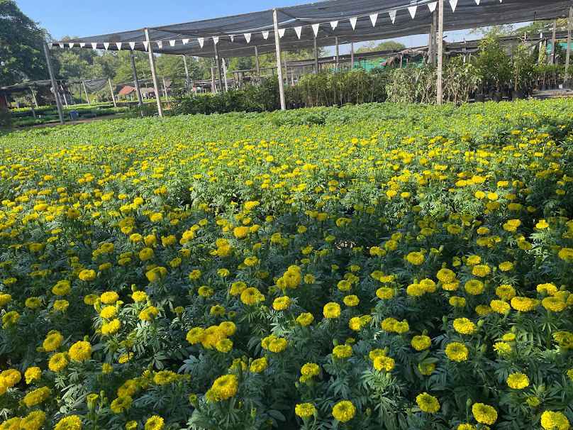 สวนธวัชชัยพันธุ์ไม้-สาขาตลาดชุมชน - 2