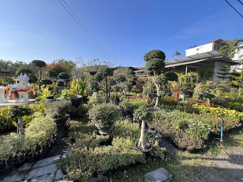 สวนน้องเอ็มเชิงทะเล Phuket Garden - 2