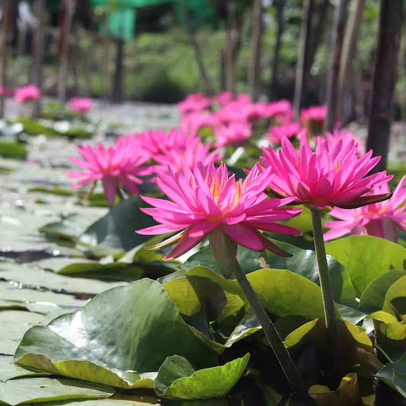 สวนบัวชากังราว - 2