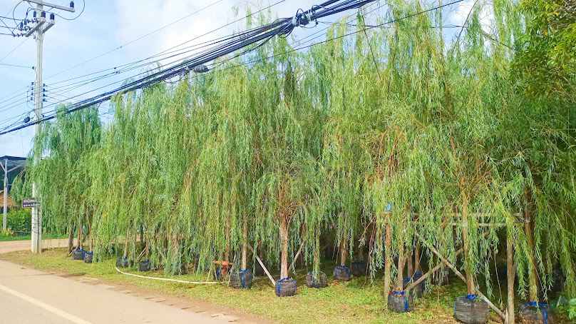 สวนปณีตา – ขายส่งต้นไม้ - 4