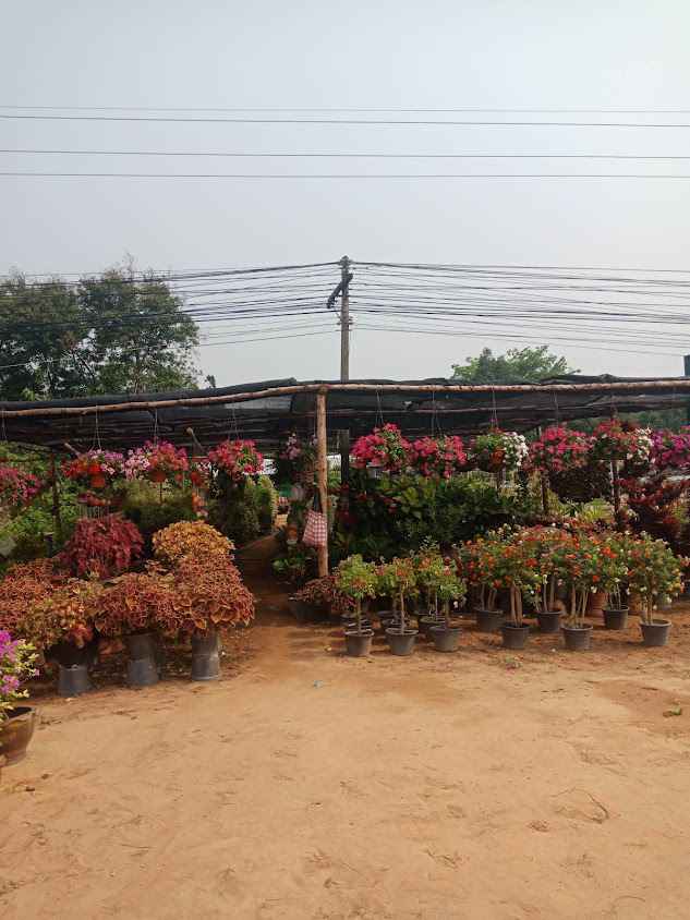 สวนปนัดดาพันธุ์ไม้ - 2