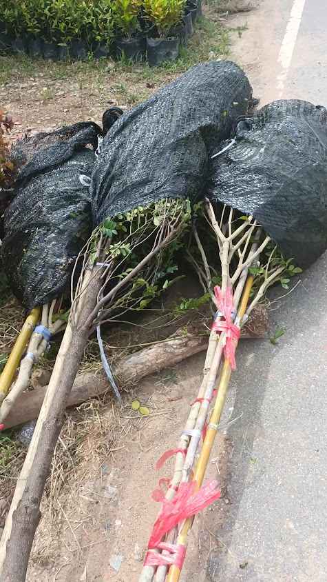 สวนประทุมพันธุ์ไม้ - 3