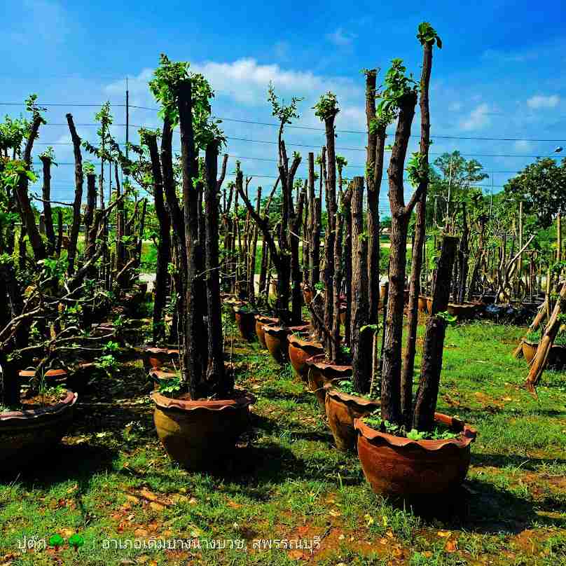 สวนปูตุ๊กต้นไม้เดิมบางนางบวชสุพรรณบุรี
