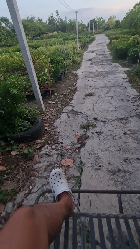 สวนป้าดำ พันธุ์ไม้ - 2