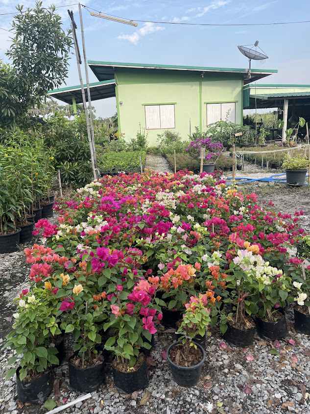 สวนป้าบุญปลูกพันธุ์ไม้ - 4