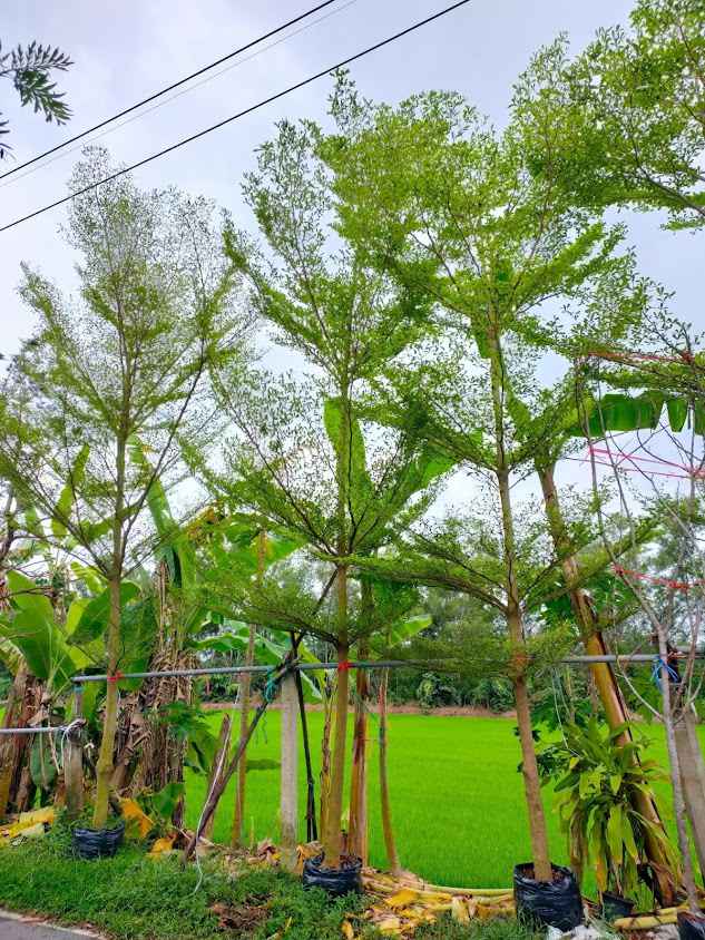 สวนป้าราตรีพันธุ์ไม้คลอง​14​ หนองเสือ - 4