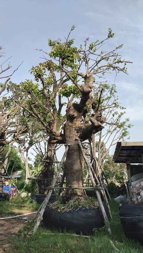 สวนพรชัยจำหน่ายไม้ขุดล้อมราคาส่ง - 2
