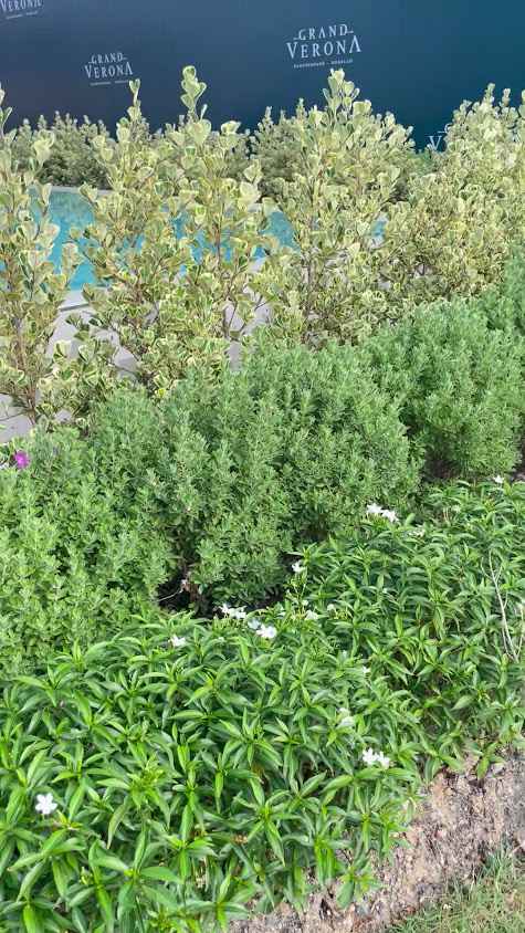 สวนพรพันธุ์ไม้ ตลาดต้นไม้คลอง15 - 4