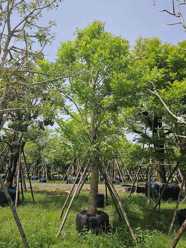 สวนพัด​พรรณไม้​