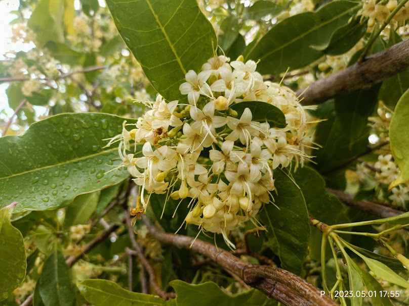 สวนพัด​พรรณไม้​ - 2