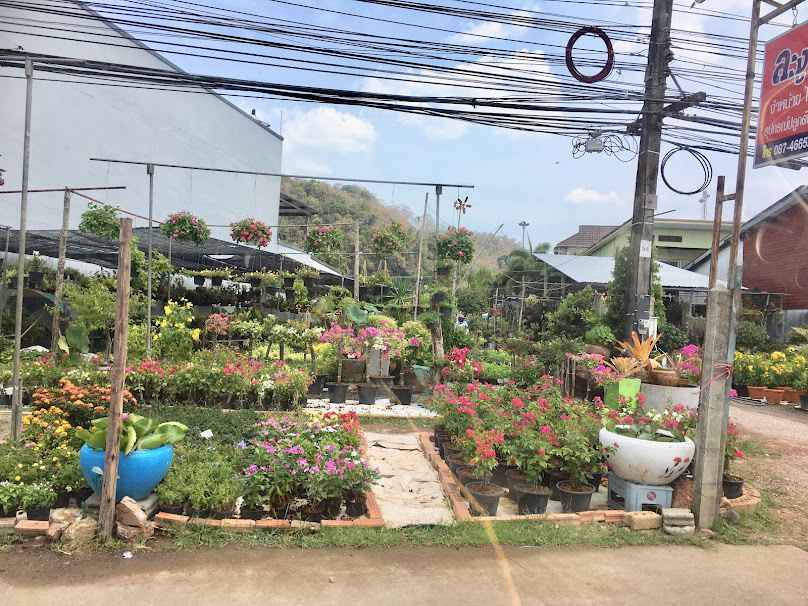 สวนพันธุ์ไม้คุณสำเริง - 4