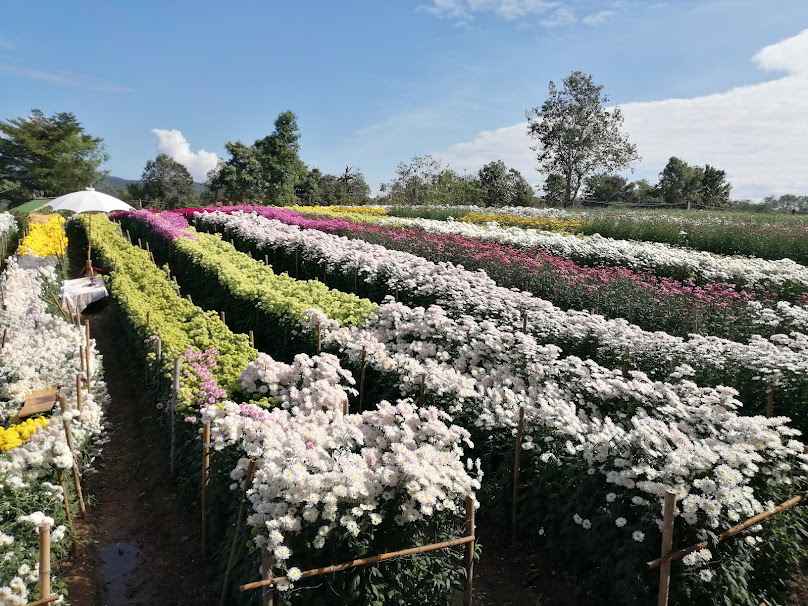 สวนมีชัย(แม่โจ้51) - 4