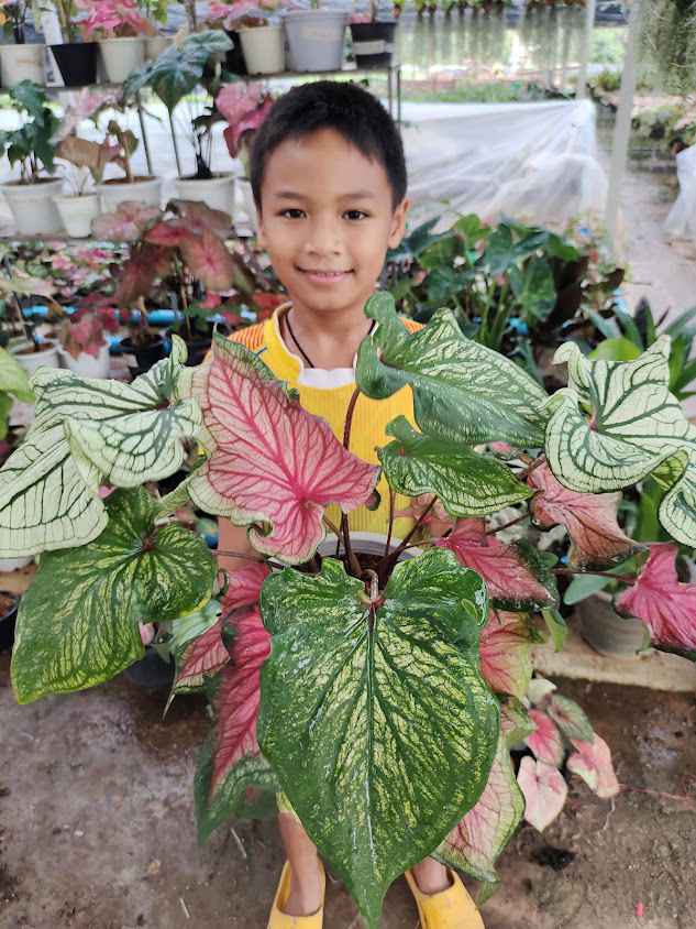 สวนรุ่งตะวัน ไม้ดอก ไม้ประดับ บอนสีภูเรือ - 3