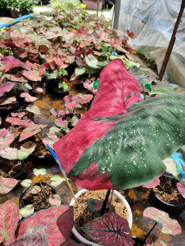 สวนรุ่งตะวัน ไม้ดอก ไม้ประดับ บอนสีภูเรือ - 4