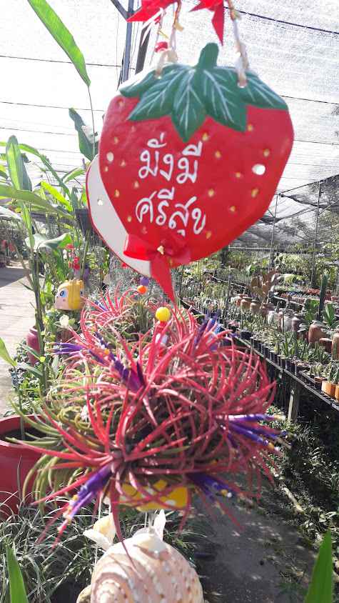 สวนลุงจวบพันธุ์ไม้หนองคาย - 2