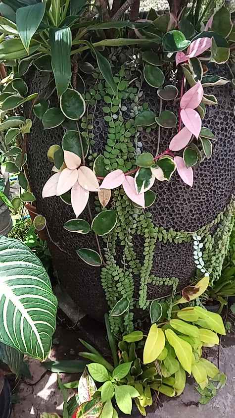 สวนลุงจวบพันธุ์ไม้หนองคาย - 3