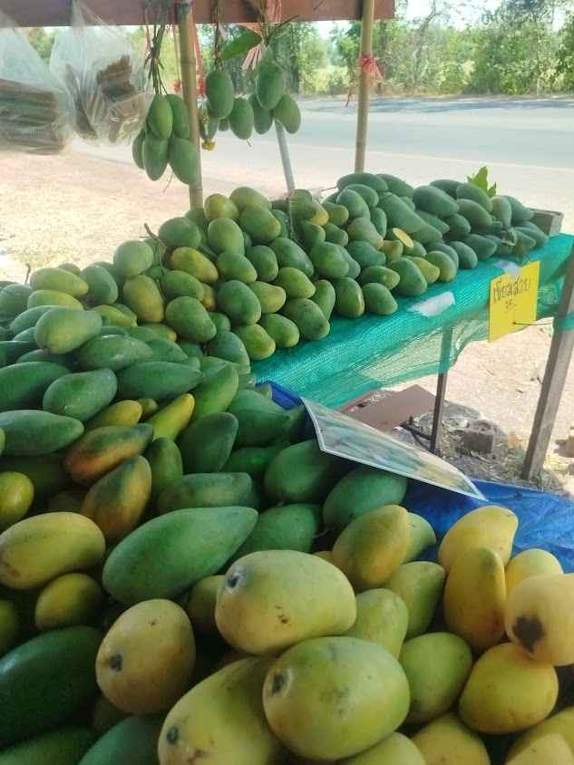 สวนลุงจ่อย บ้านคำไผ่ กาฬสินธุ์ - 2
