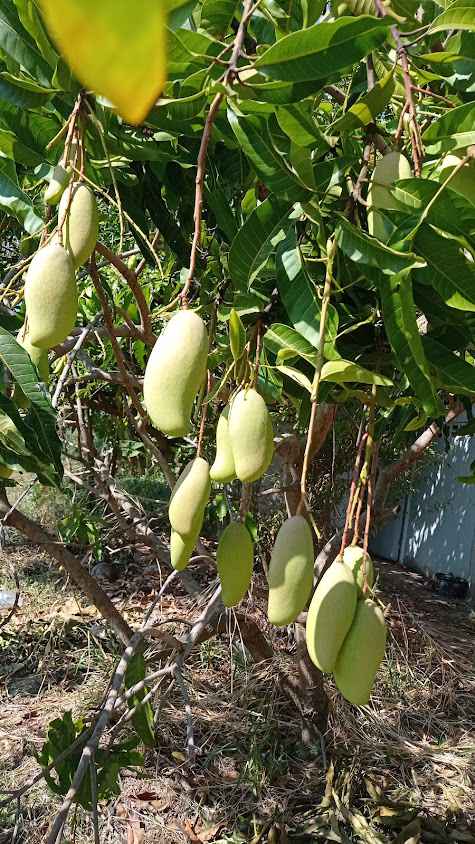 สวนลุงจ่อย บ้านคำไผ่ กาฬสินธุ์ - 3