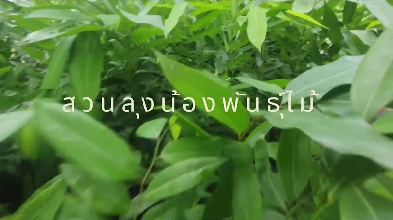 สวนลุงน้องพันธุ์ไม้ - 3
