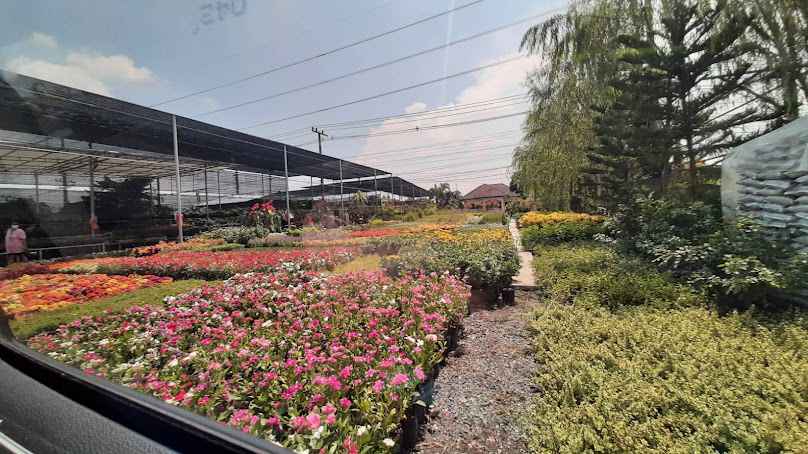 สวนลุงน้อย ตลาดต้นไม้คลอง 15 - 2